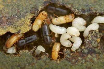 Erster Nachweis einer aktiven Landwirtschaft bei Ambrosiakäfern