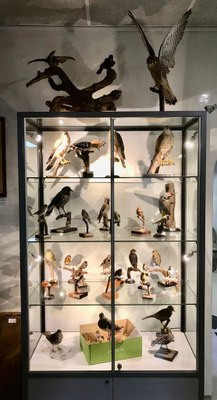 Forstzoologische Sammlung bereichert lokale Museen