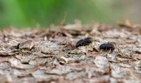 Wie die aktuelle Trockenheit dem Borkenkäfer zugutekommt