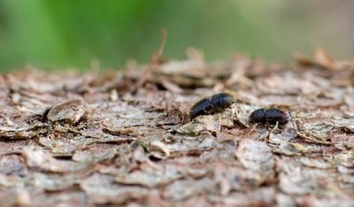 Wie die aktuelle Trockenheit dem Borkenkäfer zugutekommt