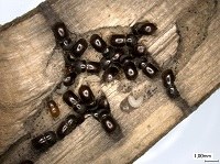 Bark beetles identify food fungi based on scents