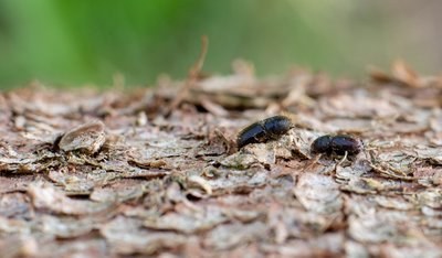 How the current drought benefits bark beetles